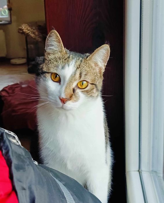 Uroczy Michaś szuka domku