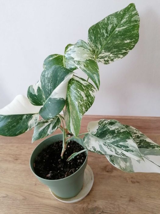 Monstera Variegata