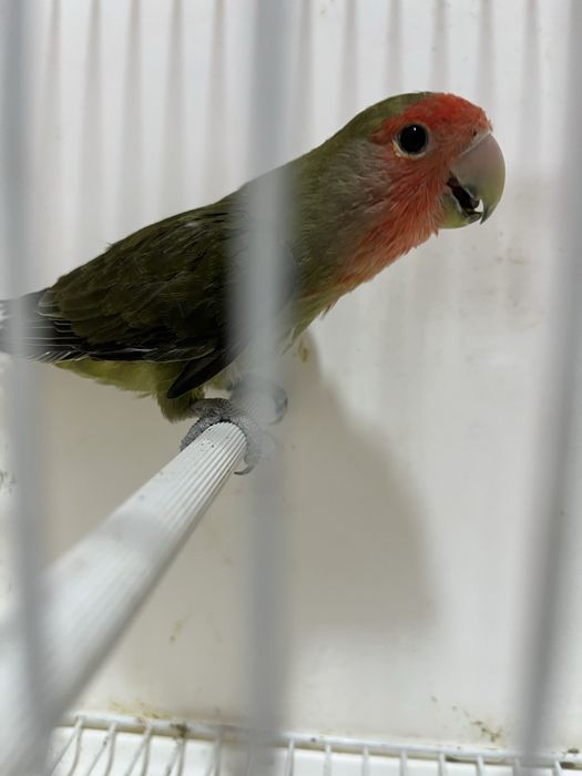Agapornis longfeather