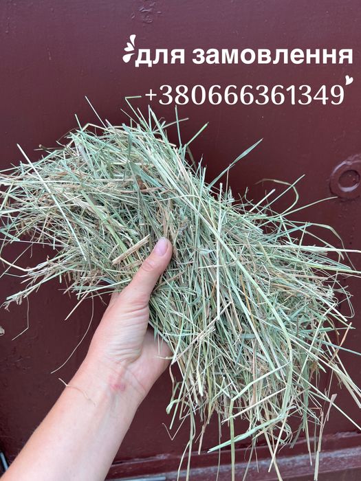 Сіно, сено, сено для  животных(кроликов, коров, коз, грызунов) от 1 тюка
