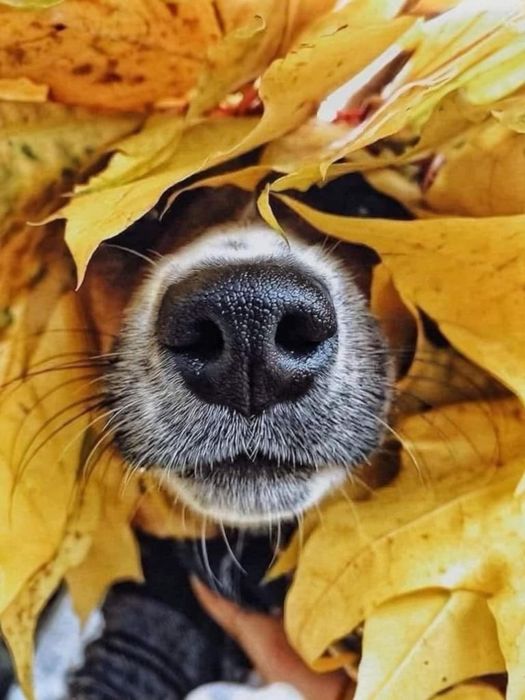 Передержка! Посижу с Вашим! питомцем.