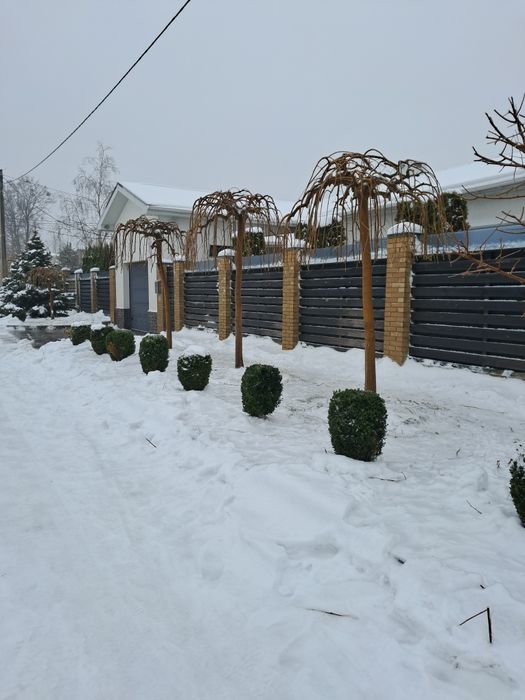Профессиональная обрезка сада!