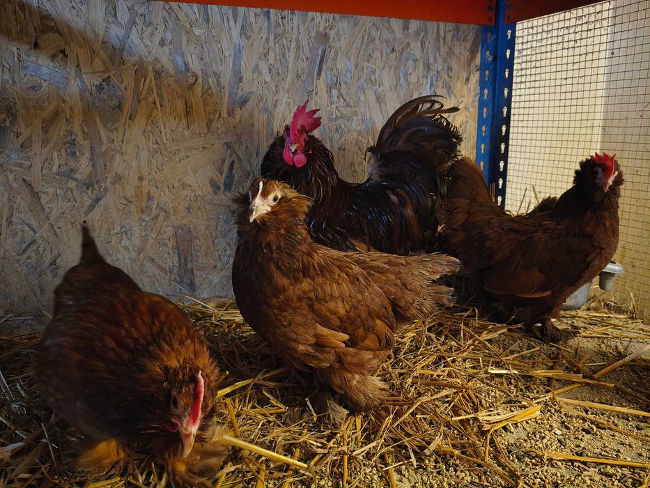 Jaja lęgowe karzełek łapciaty, serama