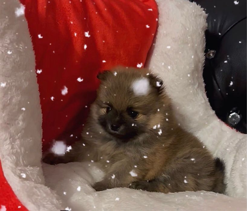 Szpic miniaturowy/ pomeranian / piękne