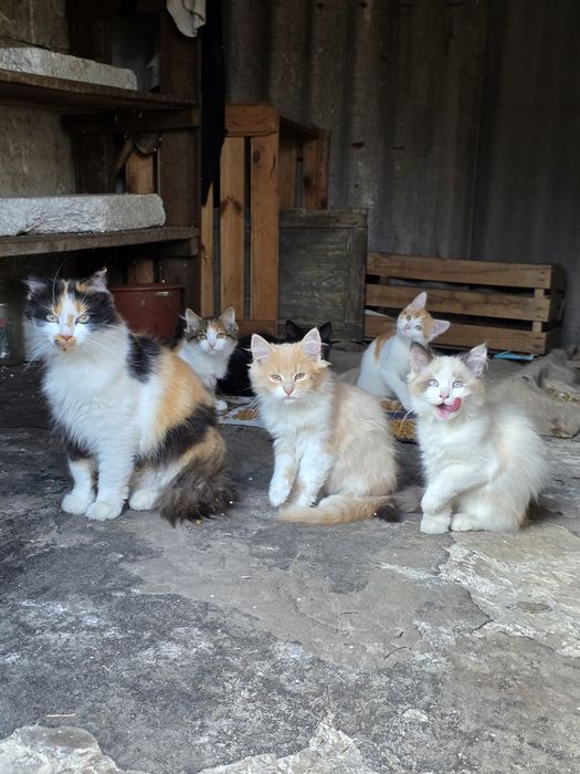 Кошенята у Фастові