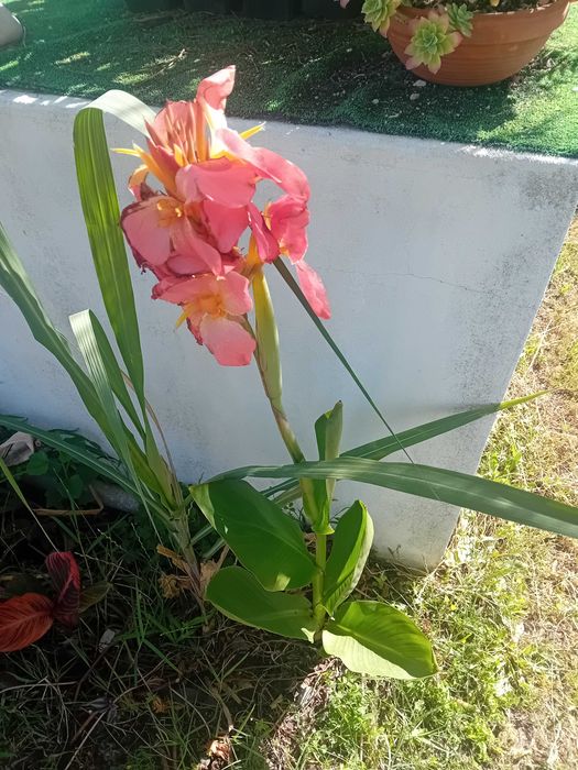 Canna Indica / Cana da India 7 variedades