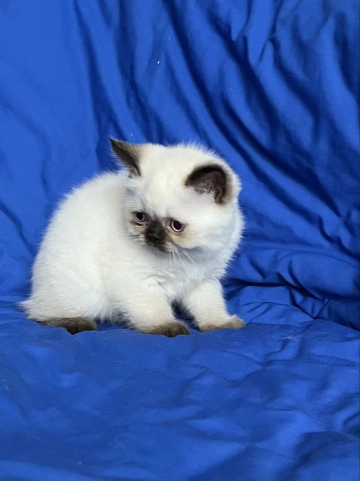 Шотландський котик.Хлопчик страйт
