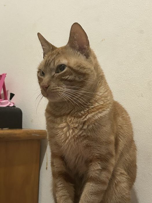 Eu estpu a fiar esse gaoto faísca e esse coelho caramelo