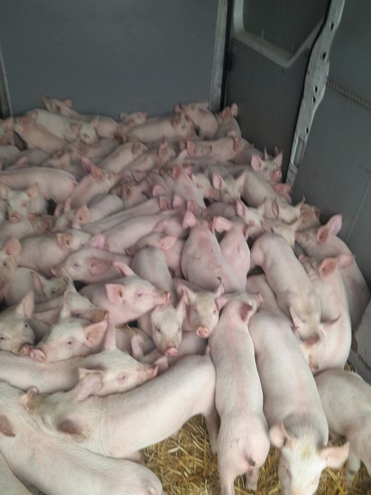 Продам поросят мясного напрямку