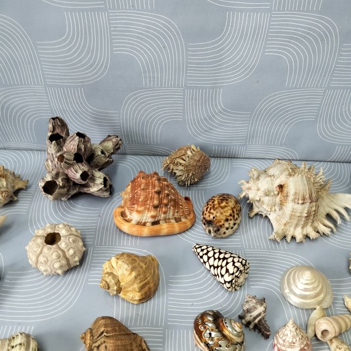 Piękne muszle dekoracja