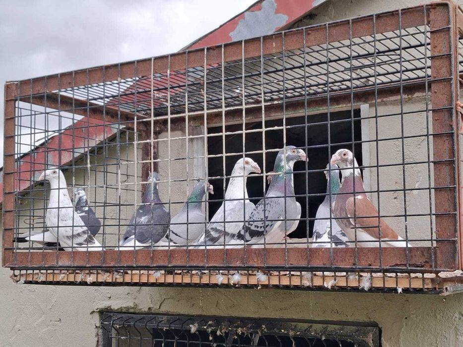 Sprzedam Gołębie  Staropolskie