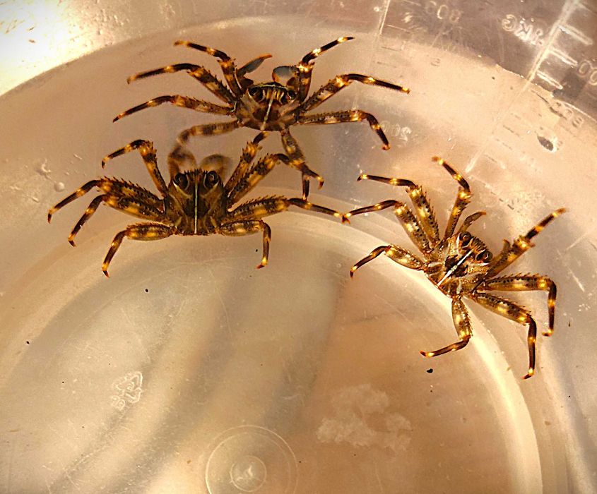 Krab Percnon gibbesi. Morskie