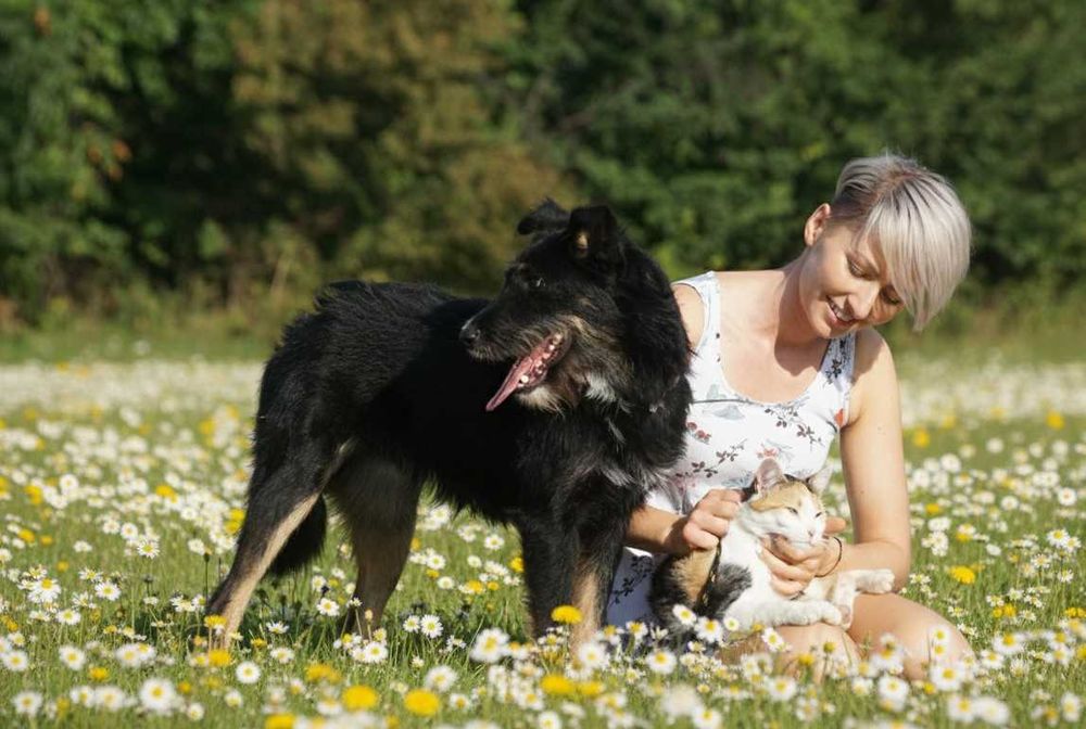 AMO - piękny, szorstkowłosy pies