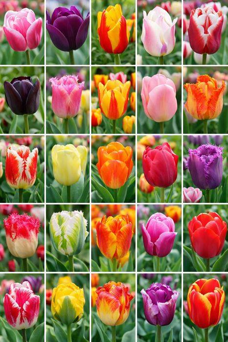 Цибулини тюльпанів гурт і роздріб.