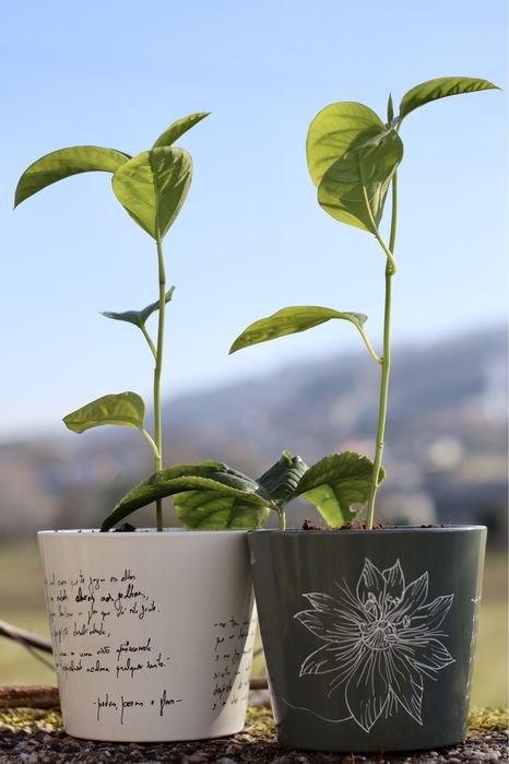 Maracujá em Vaso artístico