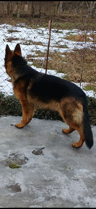 Німецька вівчаока