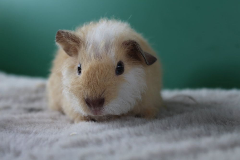 Us Teddy, świnka morska. Cavia domowa samce