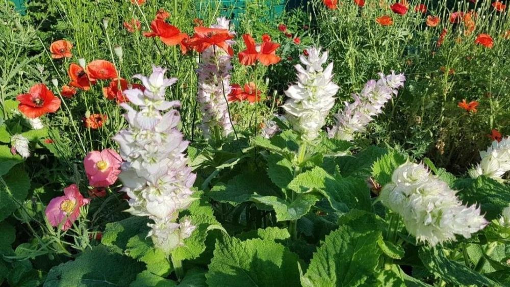 Шалфей муск. лікарський АРОМАТНИЙ  багаторічник