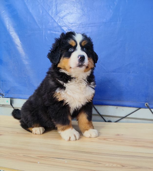 Berneński Pies Pasterski Dziewczynka