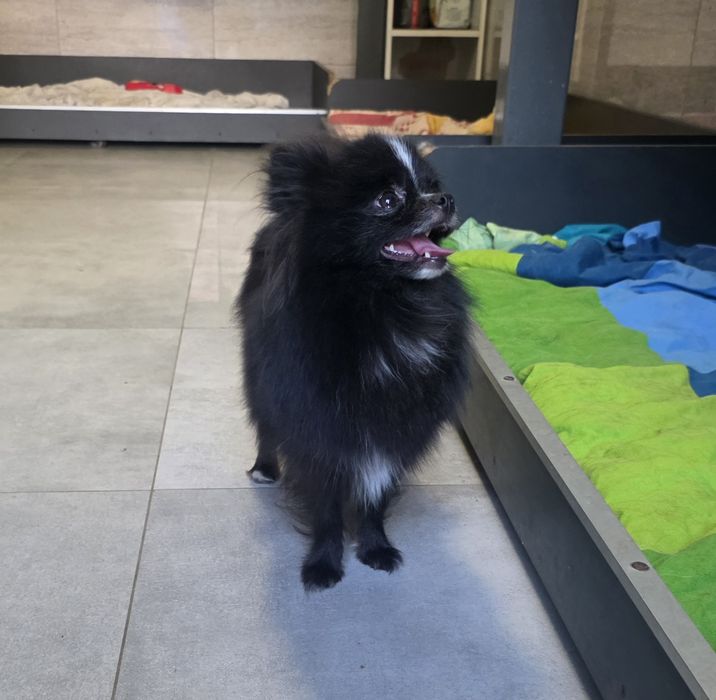 Szpic miniaturowy pomeranian  sunia