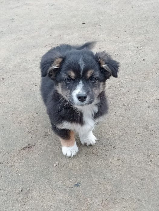 Віддам у добрі руки цуценят, можлива доставка по Подільському району