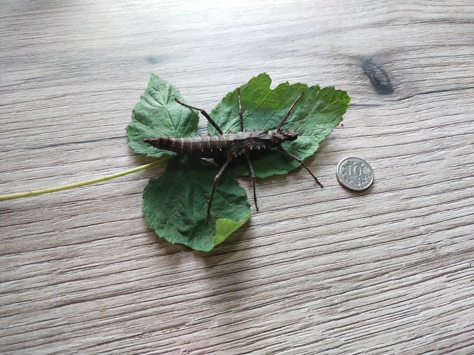 Straszyki tisamenus sp. Cunyan