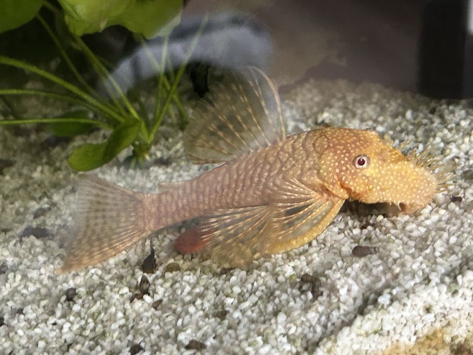 Zbrojnik, glonojad żółty dorosła para.