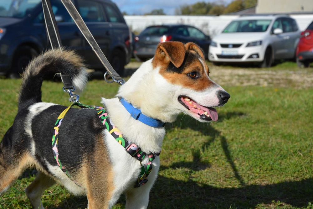 Rio - trikolorowy przystojniak poleca się do adopcji.