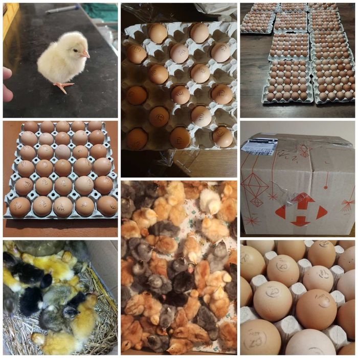 Інкубаційне яйце