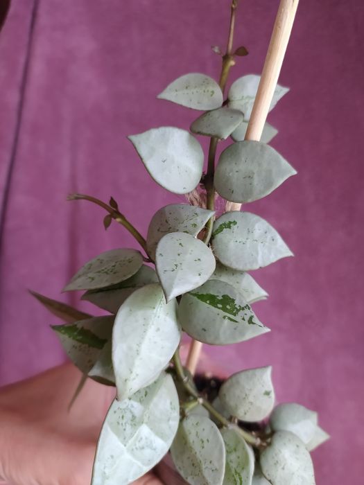 Hoya..Колекційні хойї..