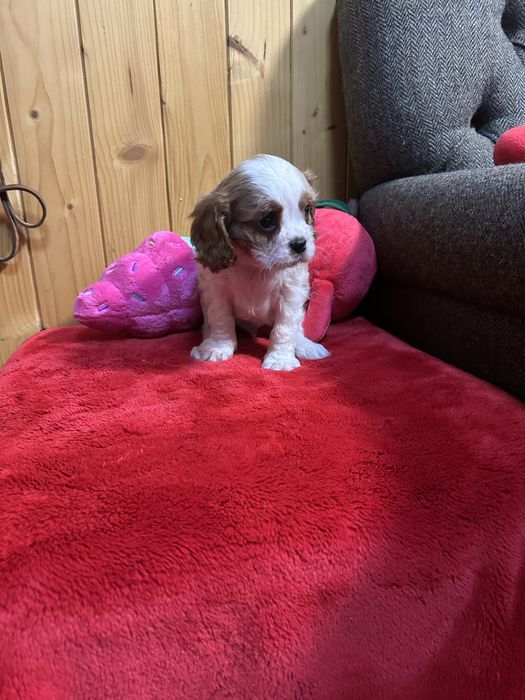 Cavalier king charles