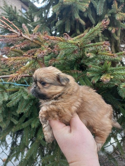 Pekińczyk miniaturka