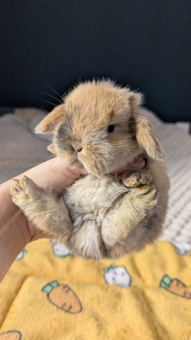 Mini lop króliki miniaturki małe karzełki  mini lop niebieski blue