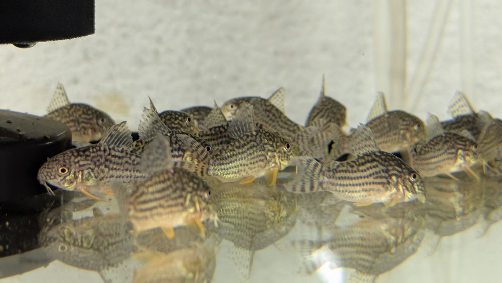 Kirys sterby polecam