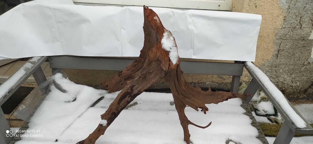 Wielki korzeń mangrowca