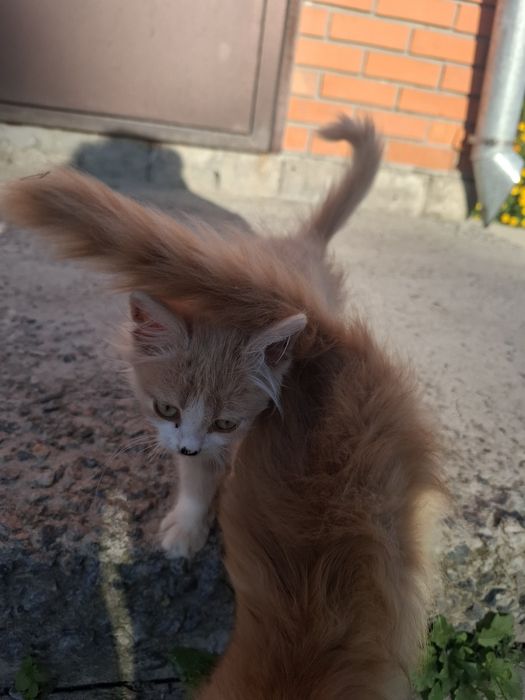 Котята ищут семью