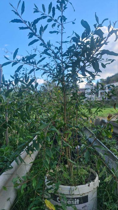 продам саженці граната двох річні в контейнері є вайбер