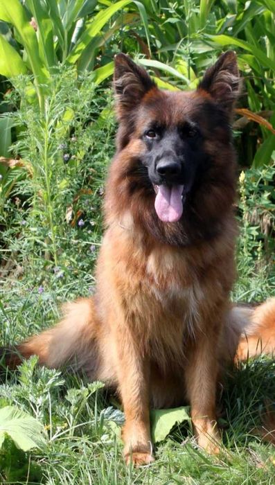 Бронювання Цуценята німецької вівчарки