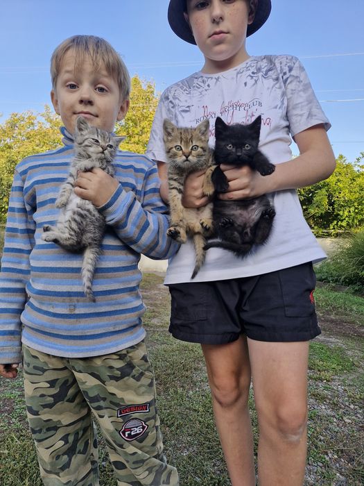 віддам у добрі руки кошенят