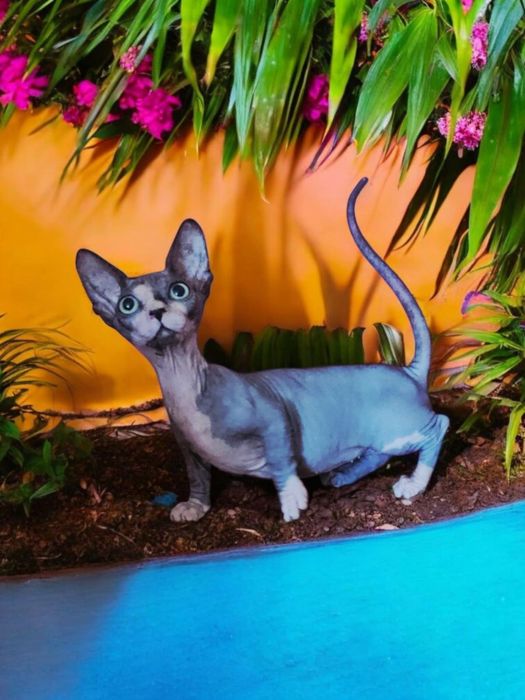 Дівчинка бамбіно з бебі фейсом обличам