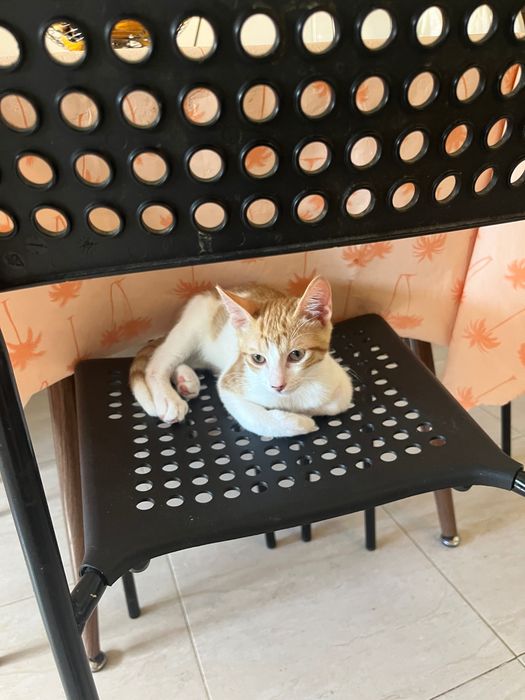 Gatinho bebe 2 meses