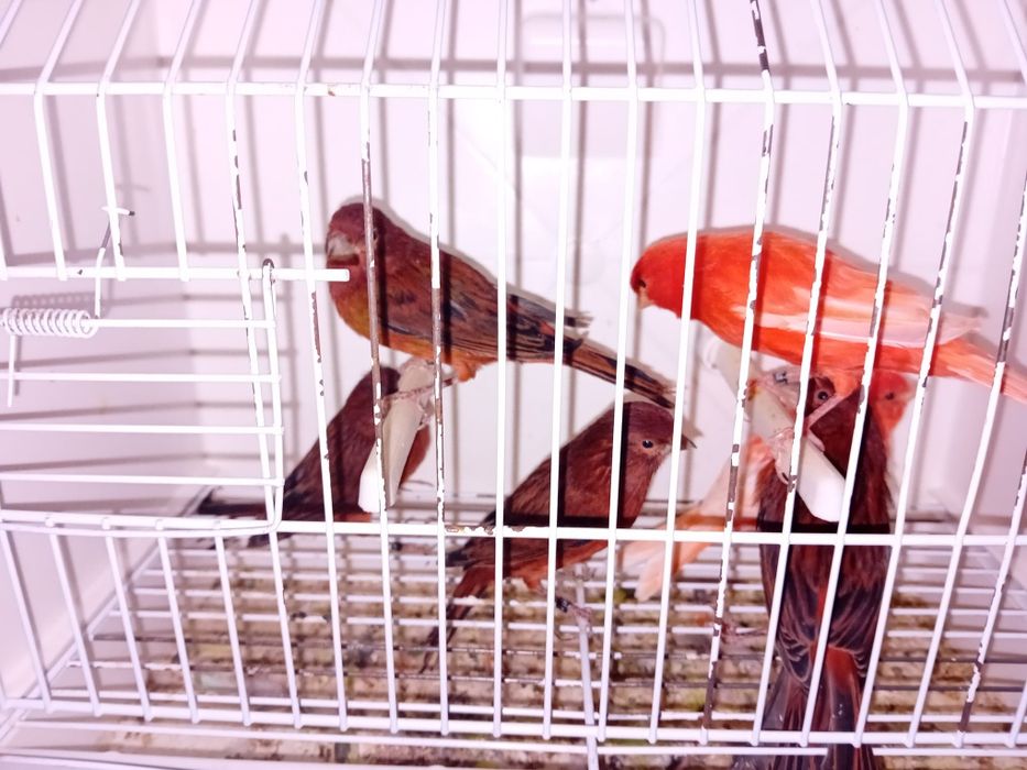 Canários Vermelhos intensos, vermelhos nevados e bronze!