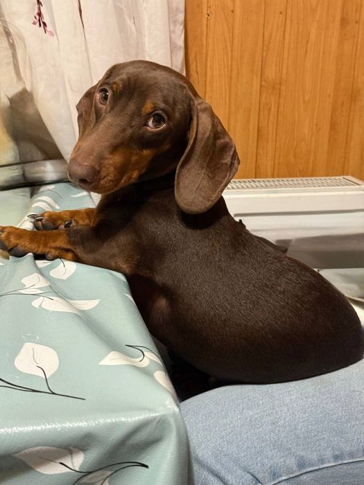 Продамо цуциків карликової такси.