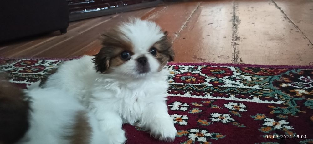 Собачки Пікінеси