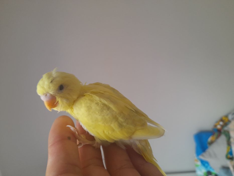 Piriquitos australianos