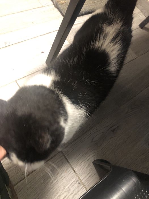 Dorosły kocur  do adopcji