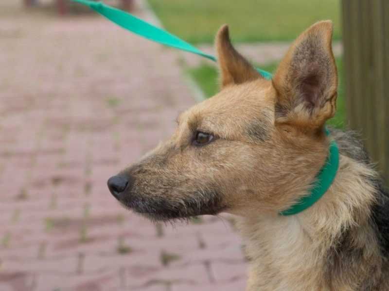 Maja - bez problemu chodzi na smyczy i zostaje na wybiegu