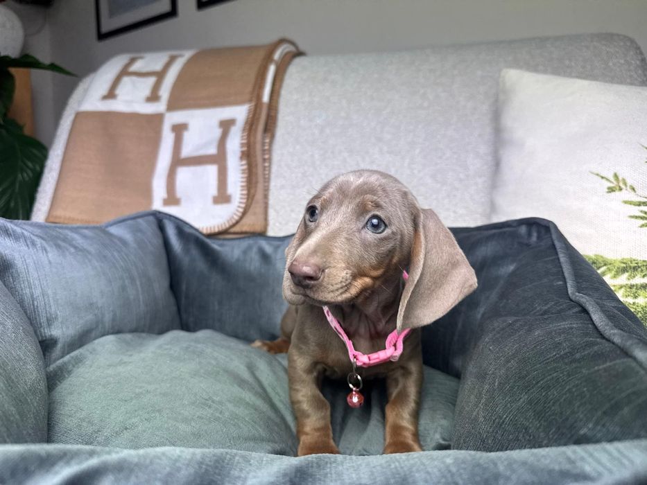 jamnik miniaturowy szczeniak lilac