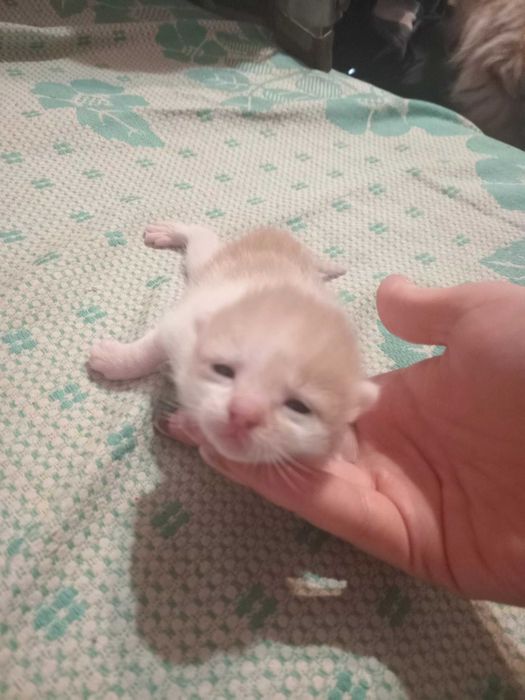 Котята в хорошие руки