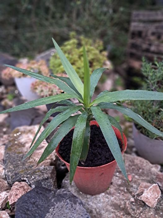 Yuca, Yucca (Iúca),Yucca gigantea